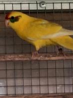 Kakariki man, Dieren en Toebehoren, Vogels | Parkieten en Papegaaien, Mannelijk, Parkiet, Geringd