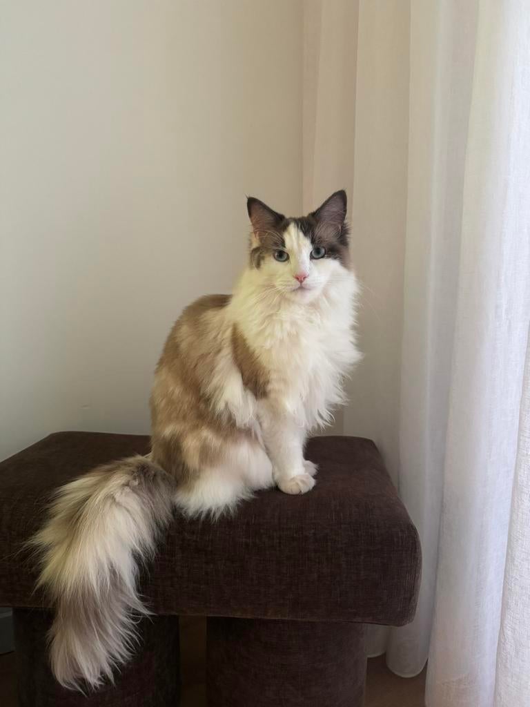 Ragdoll x Maine Coon poes zoekt liefdevol thuis, Dieren en Toebehoren, Katten en Kittens | Raskatten | Langhaar, Poes, 0 tot 2 jaar