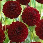 Dahlia, Ophalen of Verzenden, Voorjaar, Volle zon, Knol