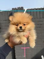 Exclusieve Pomeriaan pups – In Nederland geboren, Keeshond, 8 tot 15 weken, Teef, Parvo