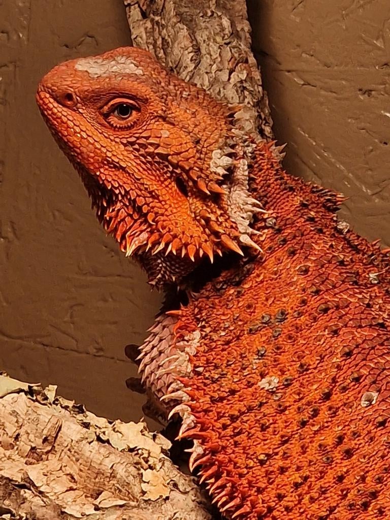 Baardagaam – Vrouw Red Monster 100% Bearded Dragon - female for sale from henkjan van leeuwen