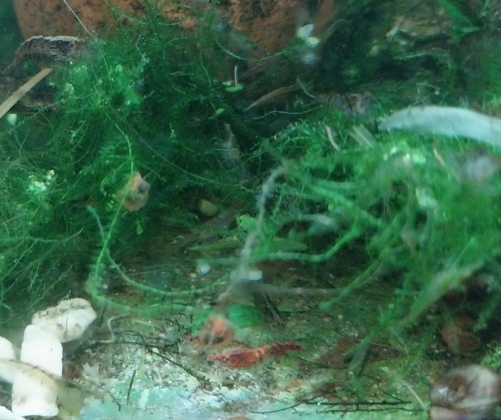 Garnalen mix (minimaal 10 stuks), Ophalen, Nieuw, Plant(en), Steen of Hout