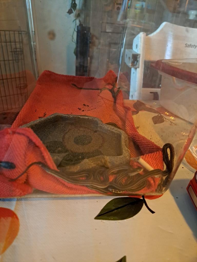 Thamnophis radix  baby.s 04-11-2026, Slang, 0 tot 2 jaar