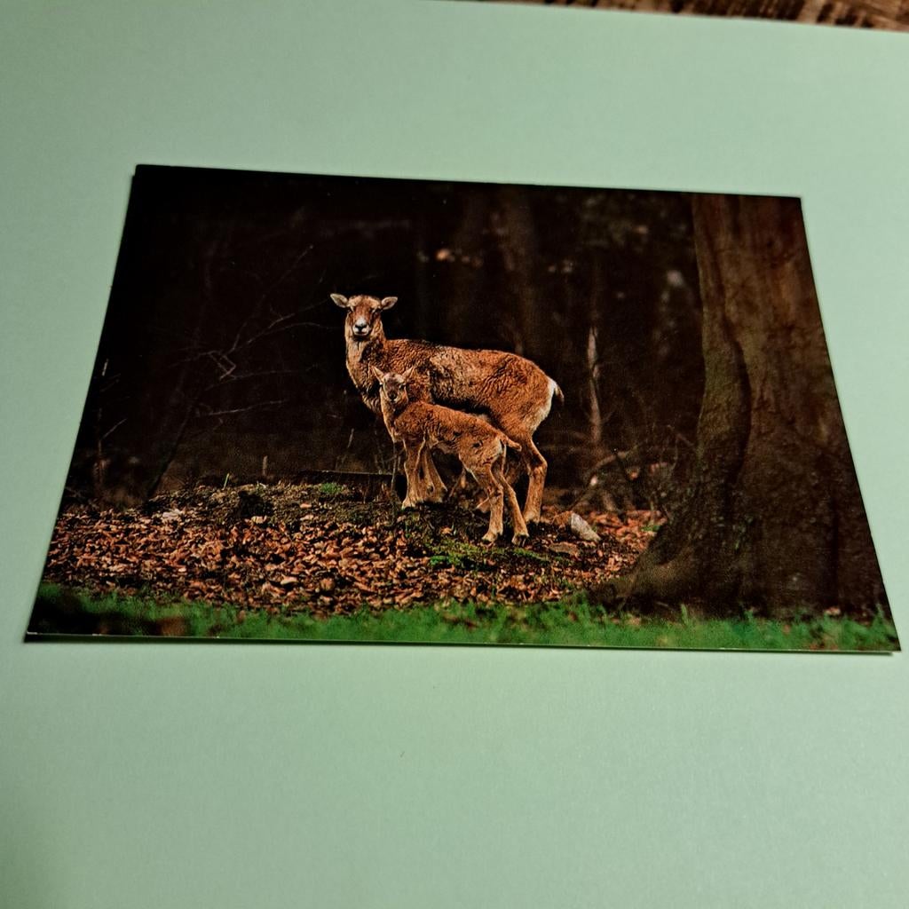 Ansichtkaart: Moeflons in Wildpark Rolandsdeck, Ophalen of Verzenden, 1980 tot heden, Ongelopen, Wild dier