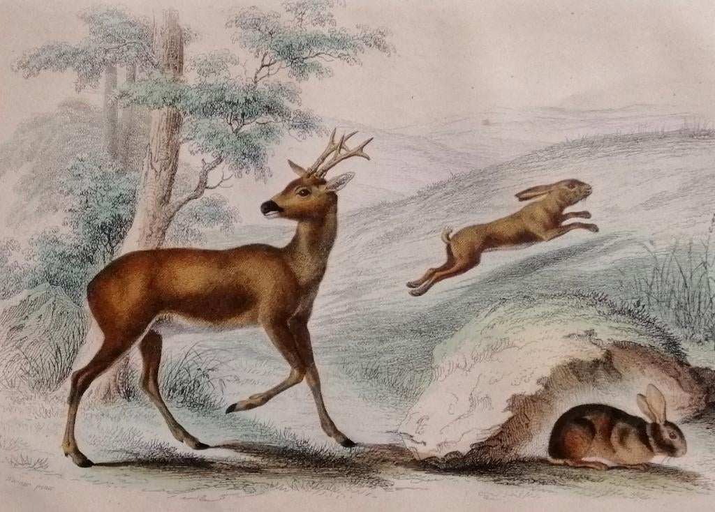 Franse staalgravure van ca. 1850 - Hert Haas en Konijn, Antiek en Kunst, Kunst | Etsen en Gravures, 1800 - 1899, Ophalen of Verzenden