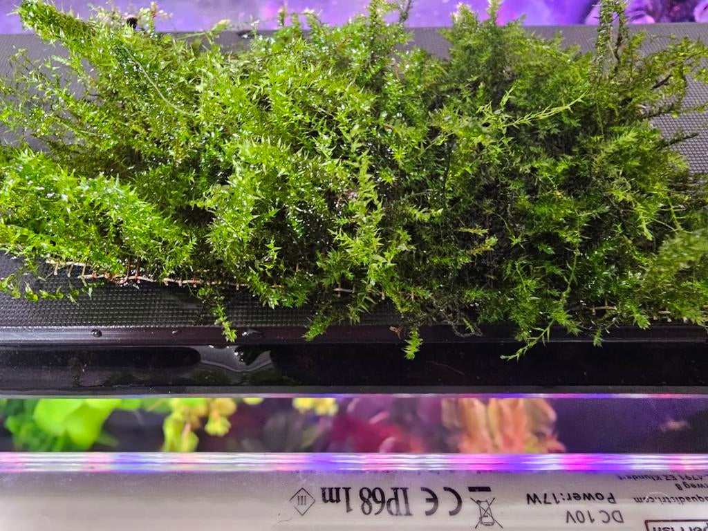 Javamos op matje, Ophalen of Verzenden, Nieuw