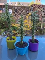 Cactus IK HEB TEGEN DE 600 ADVERTENTIES OVER VAN ALLES, Ophalen of Verzenden, Minder dan 100 cm, Overige soorten, Zomer