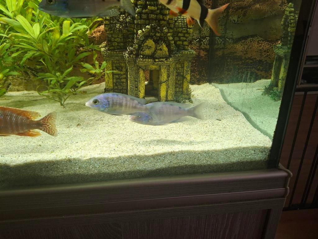 Malawi cichliden, Dieren en Toebehoren, Vissen | Aquariumvissen, Vis