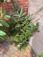 Gratis kerstboompje voor in de tuin, Diversen, Kerst, Ophalen