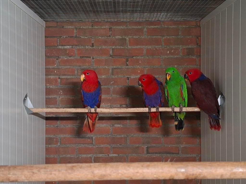 Gezocht vogels, Dieren en Toebehoren, Vogels | Parkieten en Papegaaien, Meerdere dieren, Parkiet