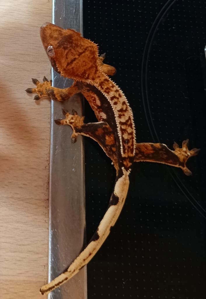 Tri-color wimpergekko nakweek 2025 Crested Gecko - unknown for sale from Sabrina