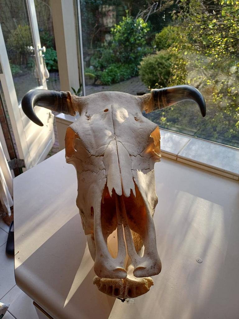 Complete echte schedel van een stier, Ophalen, Zo goed als nieuw, Boerderijdier, Schedel
