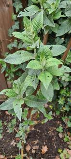 Vlinderstruik, lila, Tuin en Terras, Planten | Tuinplanten, Ophalen, Overige soorten, Volle zon