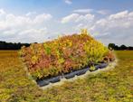 Groen is Leven Groendak sedum eenvoudig zelf te maken, Ophalen of Verzenden, Volle zon