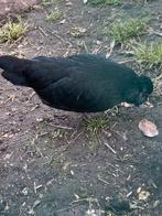 3 watermaalse baardkriel hennen + 1 zonder kuif, Dieren en Toebehoren, Pluimvee, Vrouwelijk, Kip