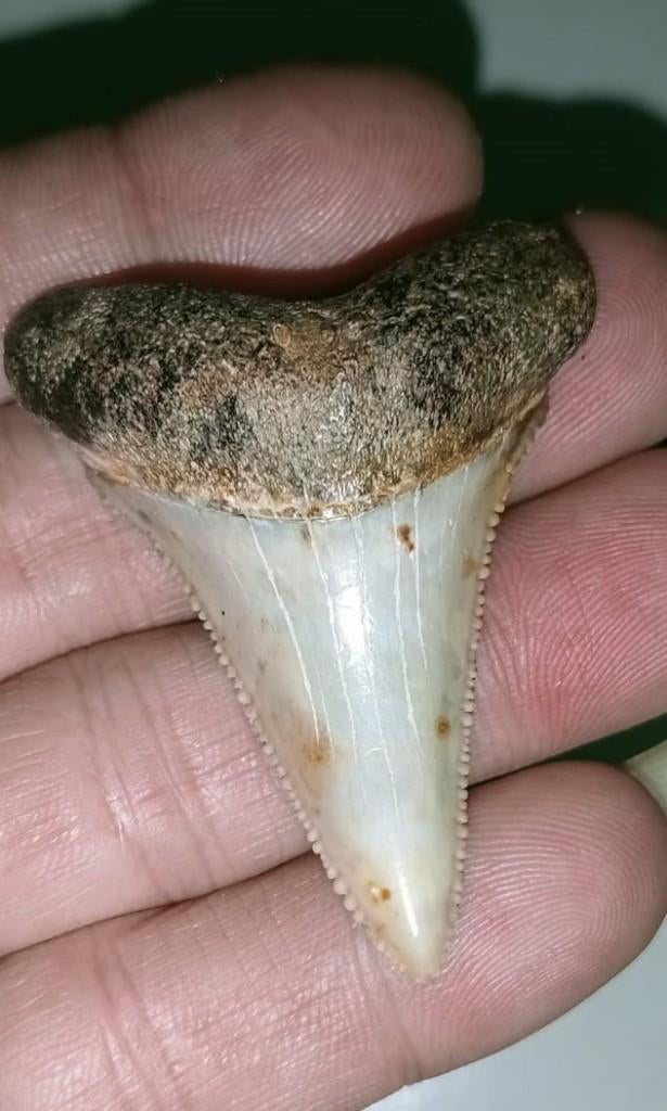 Haaientand  GW. Carcharodon carcharias, Verzamelen, Ophalen of Verzenden, Fossiel