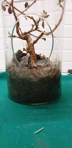 -	Plant in glazen fles, Huis en Inrichting, Ophalen of Verzenden, 'T Olde Gre-j, Info@toldegrej.nl, Endepoelstraat 20f Didam