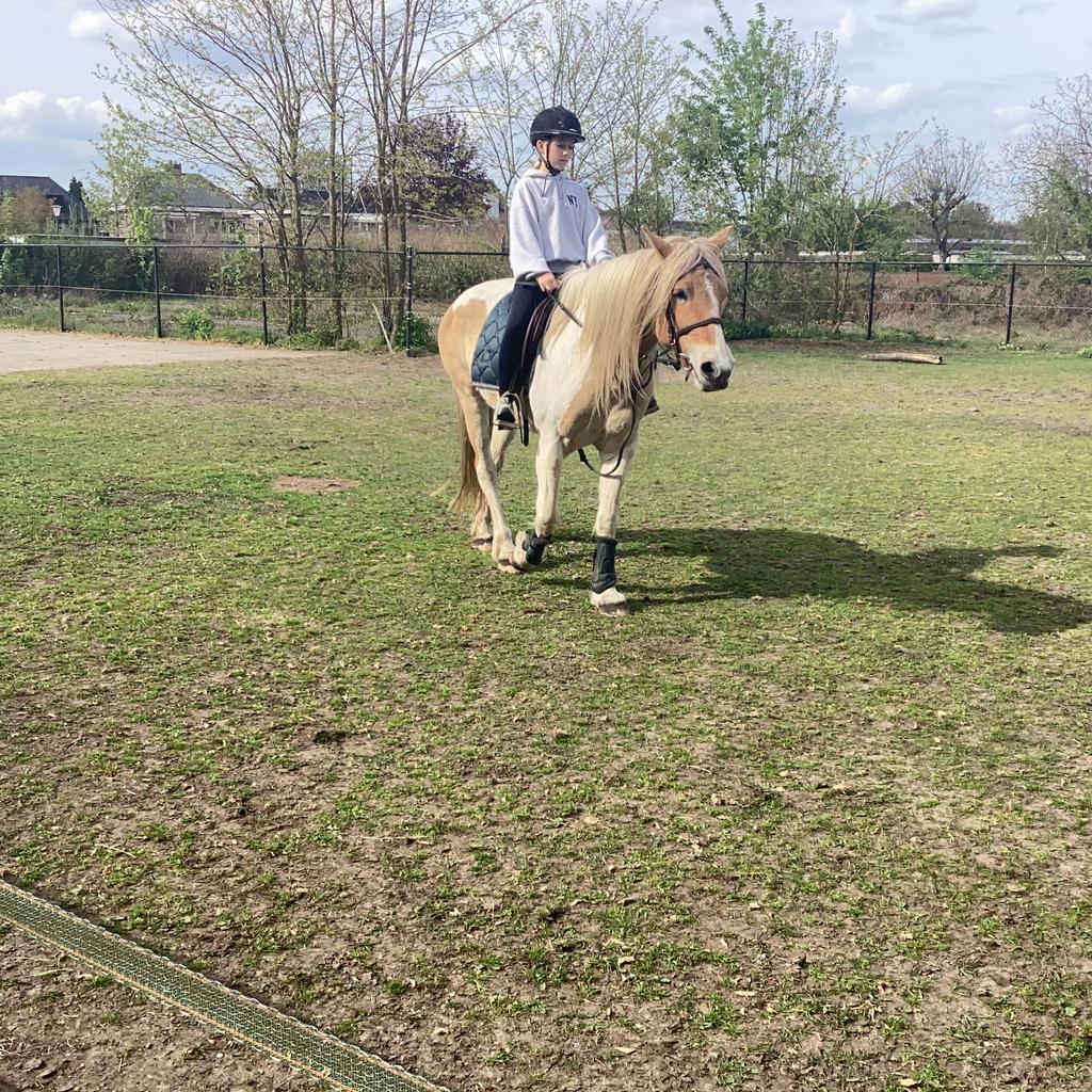 Te koop Rij pony, Merrie