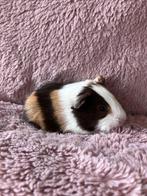 Cavia, Dieren en Toebehoren, Maart, Mannelijk, Cavia