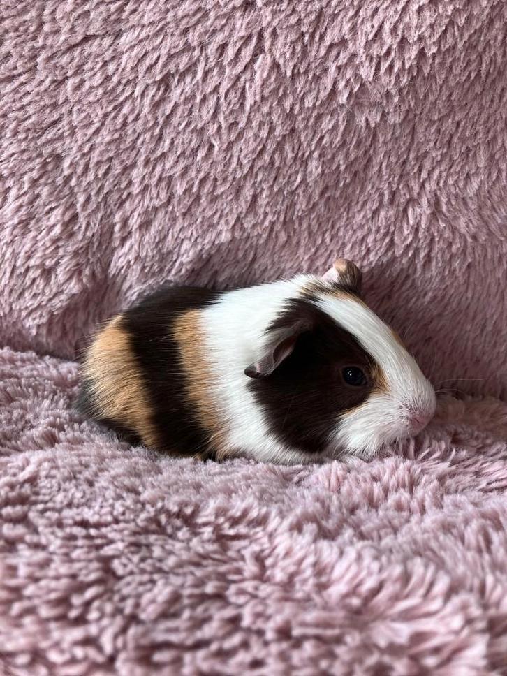 Cavia, Dieren en Toebehoren, Knaagdieren, Mannelijk, Cavia, Maart