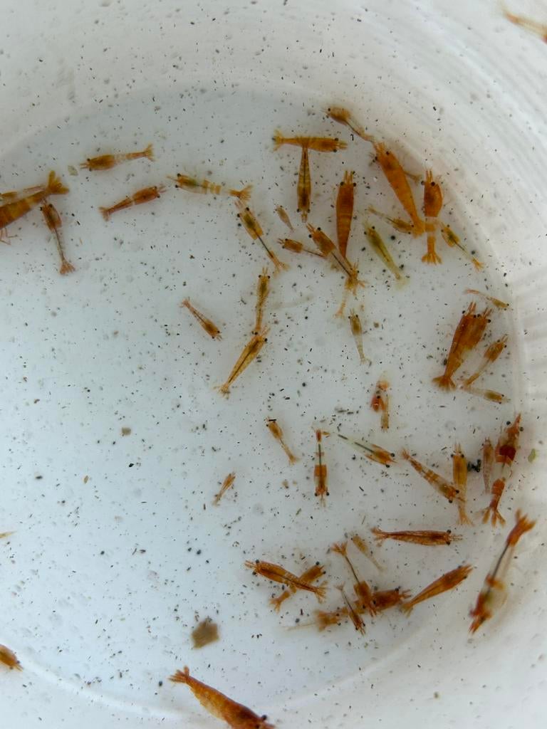 Uitgeselecteerde garnalen uit oranje rili, Dieren en Toebehoren, Kreeft, Krab of Garnaal