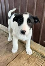 MENSGERICHTE PUPS, KLEINE MIDDEMAATJES, IN ASIEL, Dieren en Toebehoren, Honden | Niet-rashonden, Particulier, 15 weken tot 1 jaar