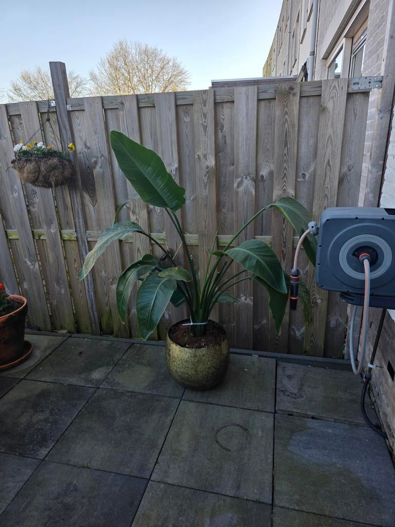 Mooie plant  zonder pot, Tuin en Terras, Planten | Bomen, Volle zon, Bloeit niet, Minder dan 100 cm, Overige soorten