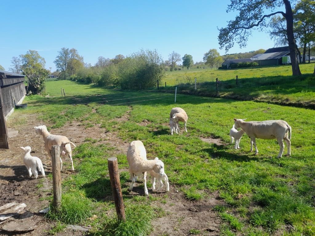 Schapen lammeren ooien, Dieren en Toebehoren, Vrouwelijk, Schaap