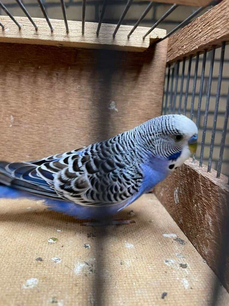 Grasparkiet man (2025) (7,50€), Dieren en Toebehoren, Vogels | Parkieten en Papegaaien, Mannelijk, Parkiet, Tam