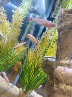 Goud danio, Tuin en Terras, Vijvers, Ophalen of Verzenden