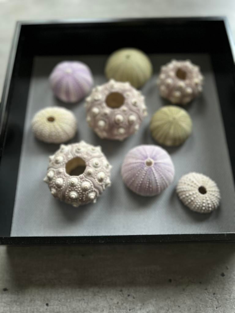 Kist met 9 zee-egels schelpen 23 x 23 x 6 cm, Verzamelen, Ophalen of Verzenden, Zo goed als nieuw