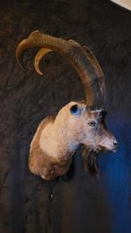 Opgezette bezoargeit, Verzamelen, Ophalen, Gebruikt, Wild dier, Gewei of Kop