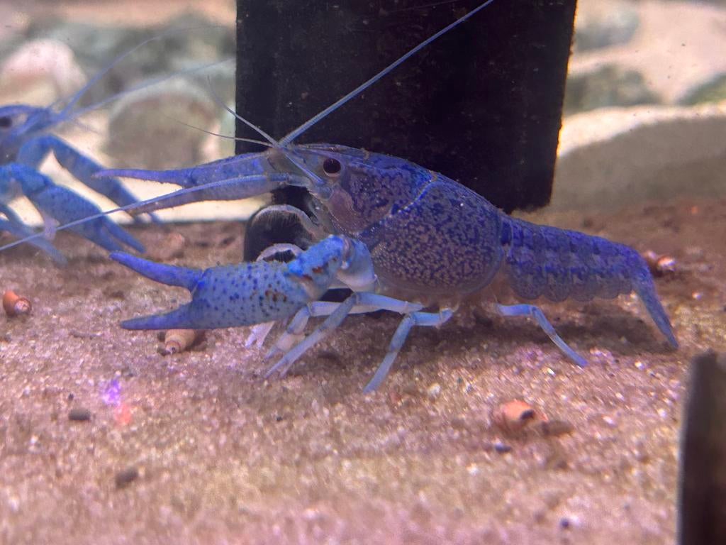 Florida kreeften, Kreeft, Krab of Garnaal