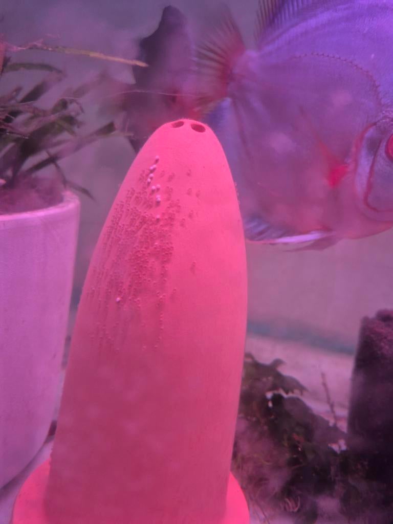 Bewezen discus koppel blue diamond 2, Dieren en Toebehoren, Vissen | Aquariumvissen