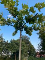Dakplataan, Leilinde, Walnoot & Zuilbeuk - Twentse Bodem, Tuin en Terras, Ophalen of Verzenden, Lente, 100 tot 250 cm, Dakboom