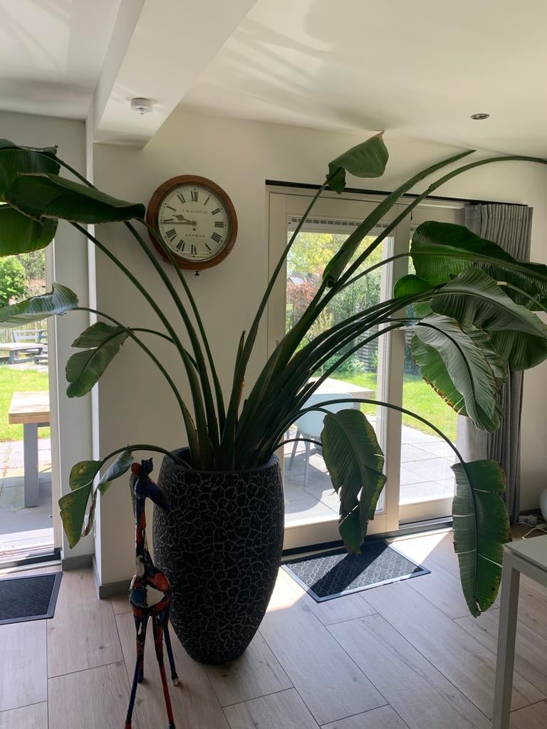 Hele grote Strelitzia Nicolai (Paradijsvogelplant) in pot, Ophalen, 200 cm of meer, Overige soorten, In pot
