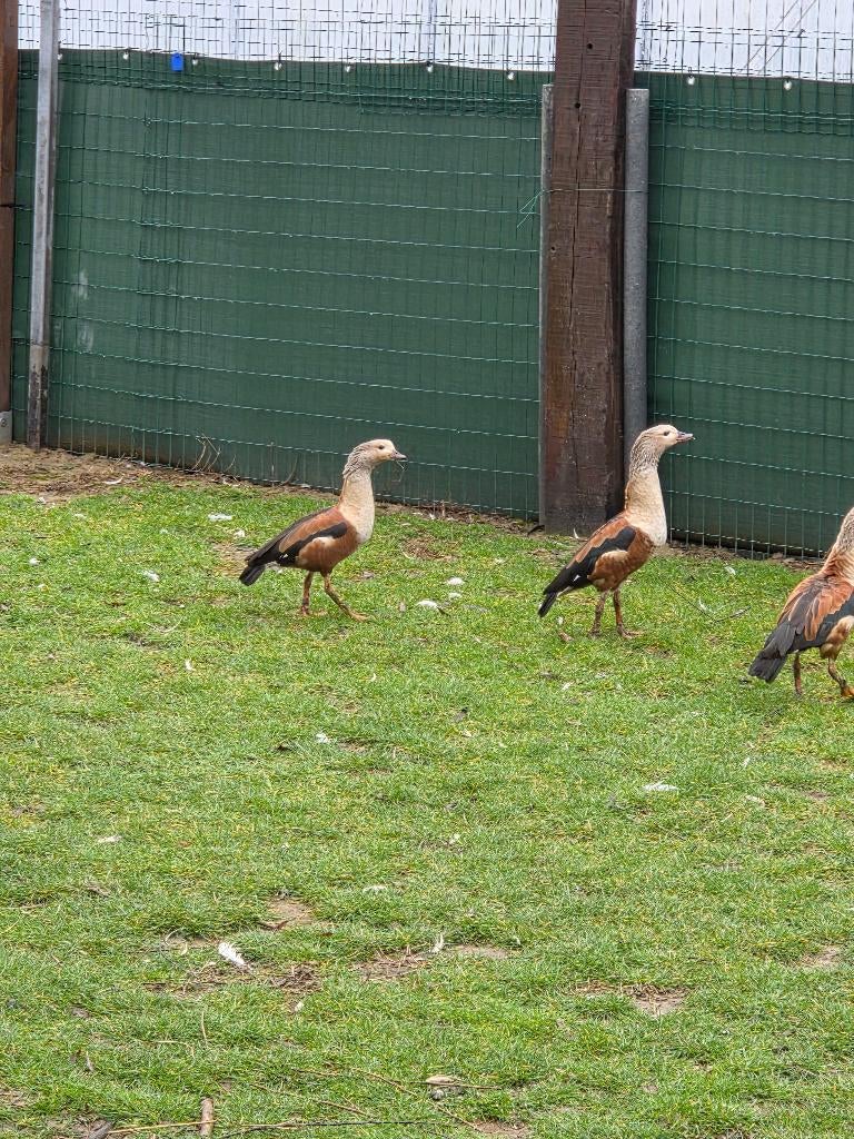 Ganzen, Dieren en Toebehoren, Pluimvee, Meerdere dieren, Gans of Zwaan