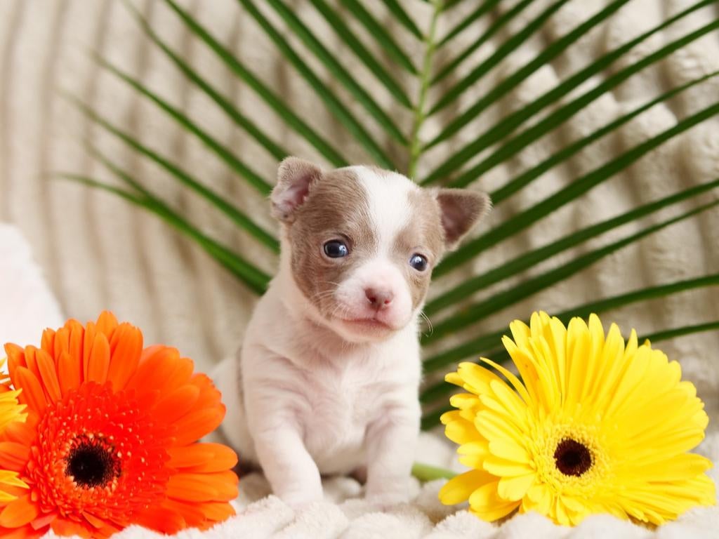 🩵 Lief chihuahua pup puppy mag nestje verlaten 🩵, Reu, 8 tot 15 weken, Parvo, Meerdere