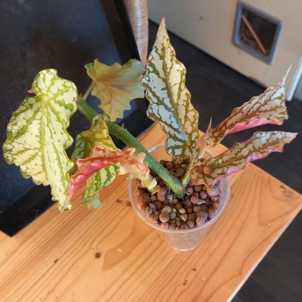 Begonia avalanche stek nr 54, Huis en Inrichting, Ophalen of Verzenden, Halfschaduw, Minder dan 100 cm