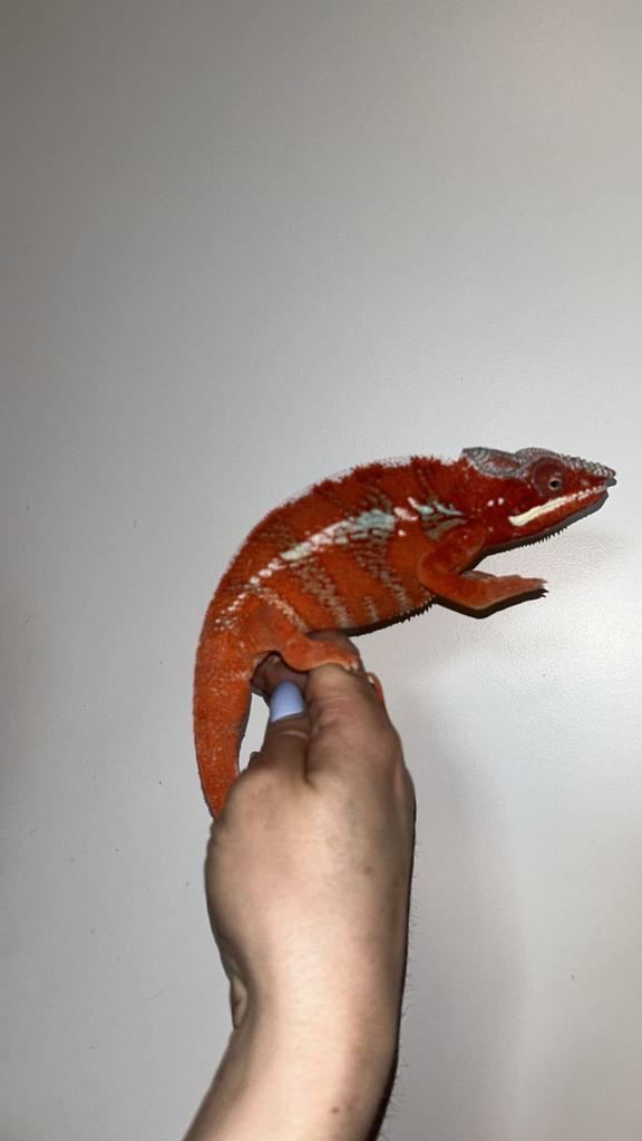 Gezocht panterkameleons, Dieren en Toebehoren, Reptielen en Amfibieën, 0 tot 2 jaar