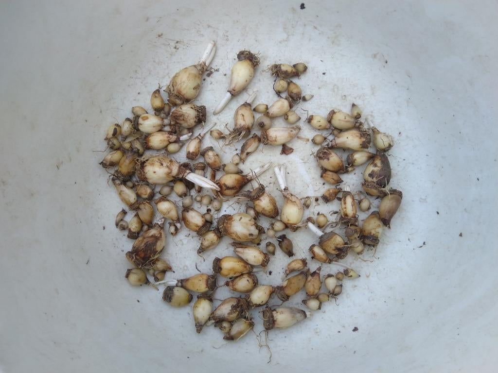 Blauwe druifjes bloembolletjes., Ophalen of Verzenden, Gehele jaar, Volle zon