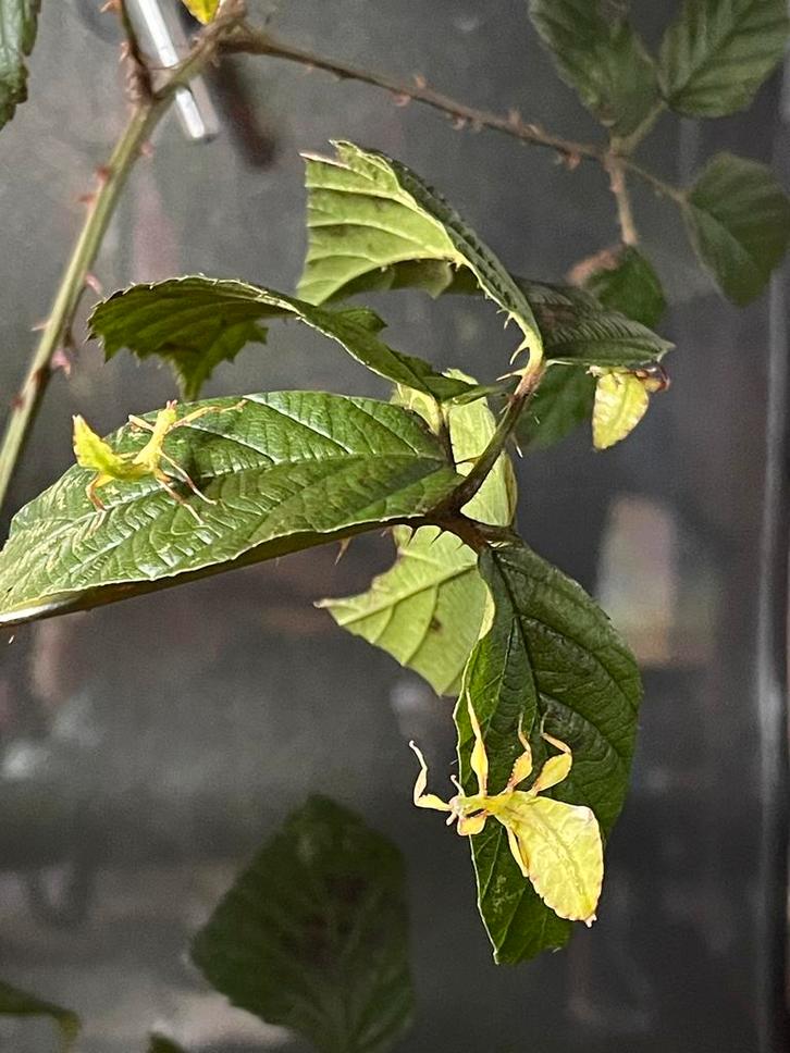 Phyllium tobeloense vrouwtjes wandelend blad nimfen, Dieren en Toebehoren, Insecten en Spinnen, Overige soorten