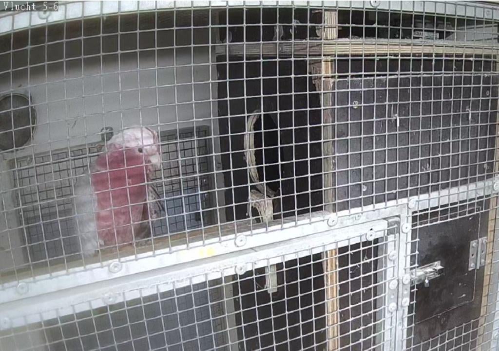 kaketoe koppel, Dieren en Toebehoren, Vogels | Parkieten en Papegaaien, Meerdere dieren, Papegaai, Geringd