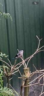 Te koop koppel noorse goudvinken 2025, Meerdere dieren, Wildzangvogel