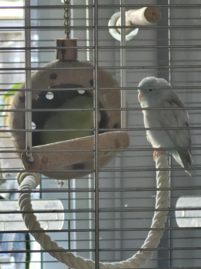 2 forpussen vermist hasseleres beloning 200 euro, Dieren en Toebehoren, Meerdere dieren, Parkiet