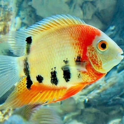 (Moet weg) Mooie Heros Rotkeil en Turquoise, Vis, Zoetwatervis