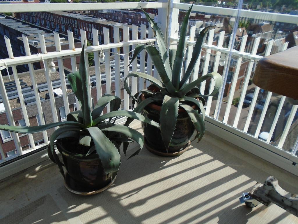 2 Grote Agave's in Geglazuurde potten, Tuin en Terras, Planten | Tuinplanten, Volle zon, Vaste plant, Bloeit niet, Ophalen