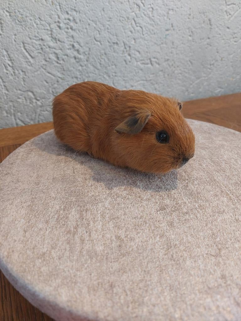 Rood california zwart zeug, Dieren en Toebehoren, Vrouwelijk, Tam, Maart, Cavia