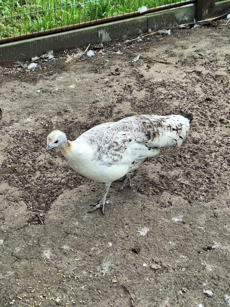1 witte pauw hen en 2 zwart vleugel hennen, Vrouwelijk, Overige soorten