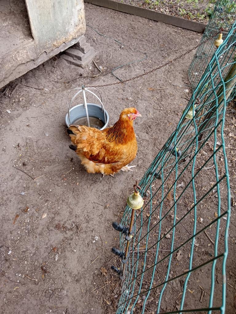 Kruising Orpington Brahma hennen, Dieren en Toebehoren, Pluimvee, Vrouwelijk, Kip